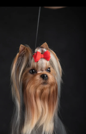 KISS OF STYLE KISS OF STYLE NUMBER ONE &mdash; Labaza DogPedigree YorkshireTerrier